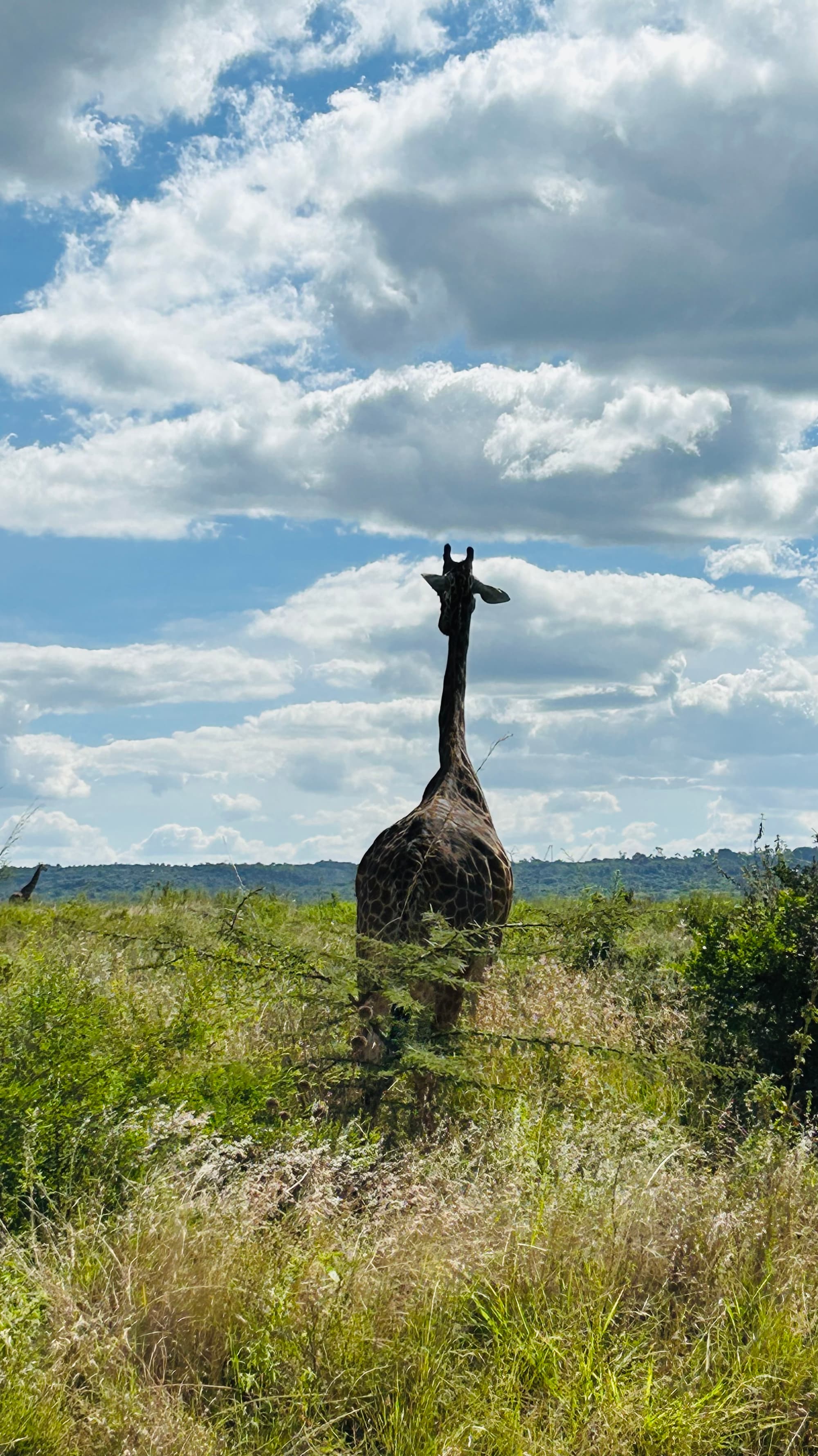 Scene in Nairobi