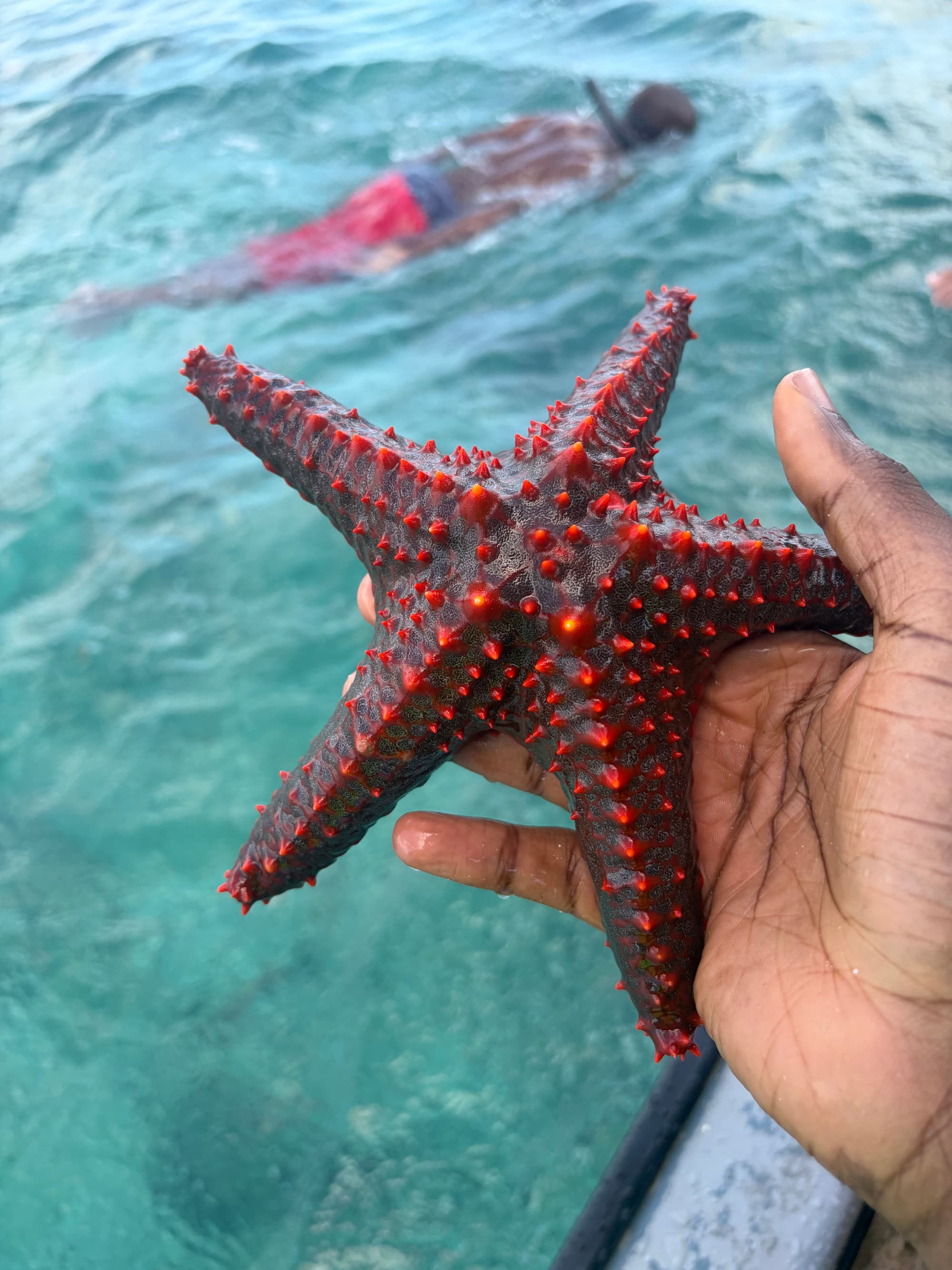 Zanzibar pool
