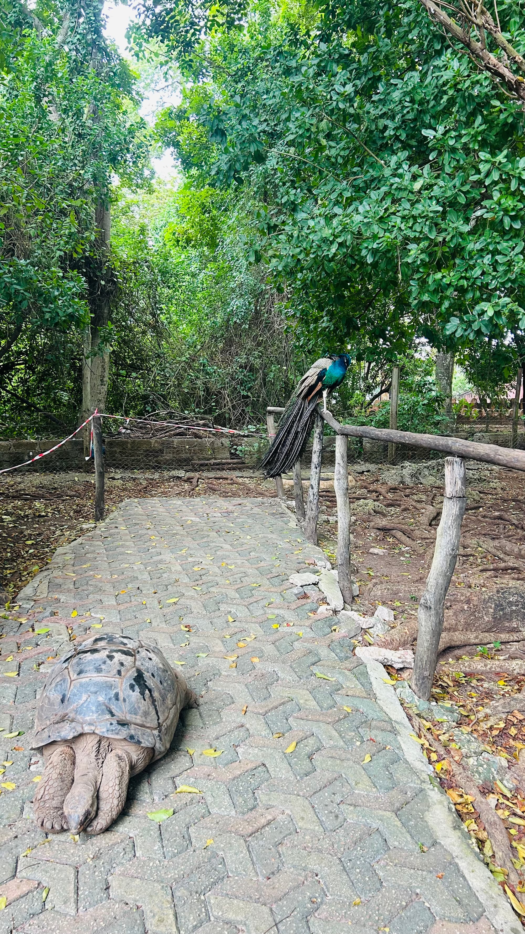 Zanzibar colour