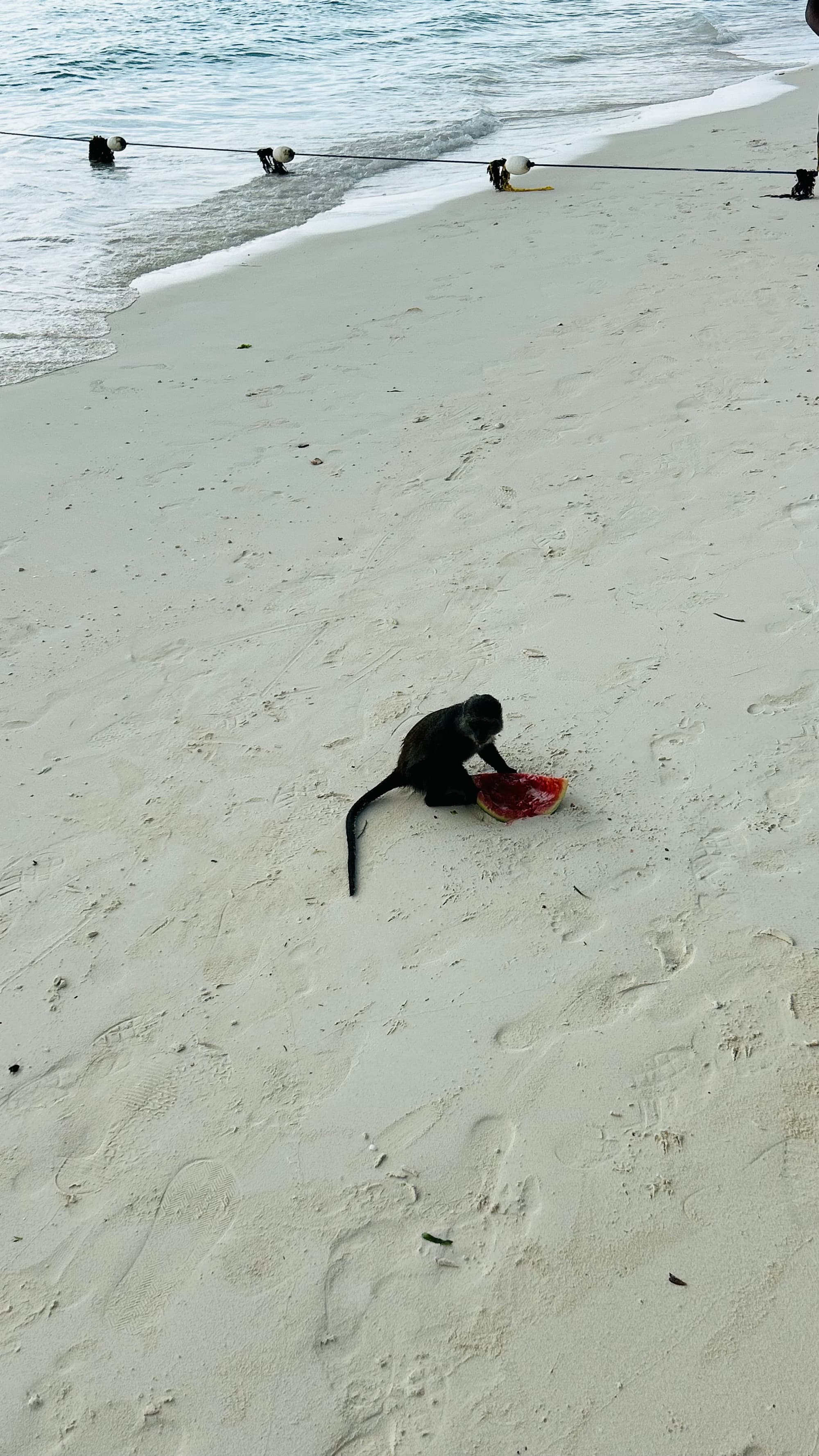 Zanzibar scene