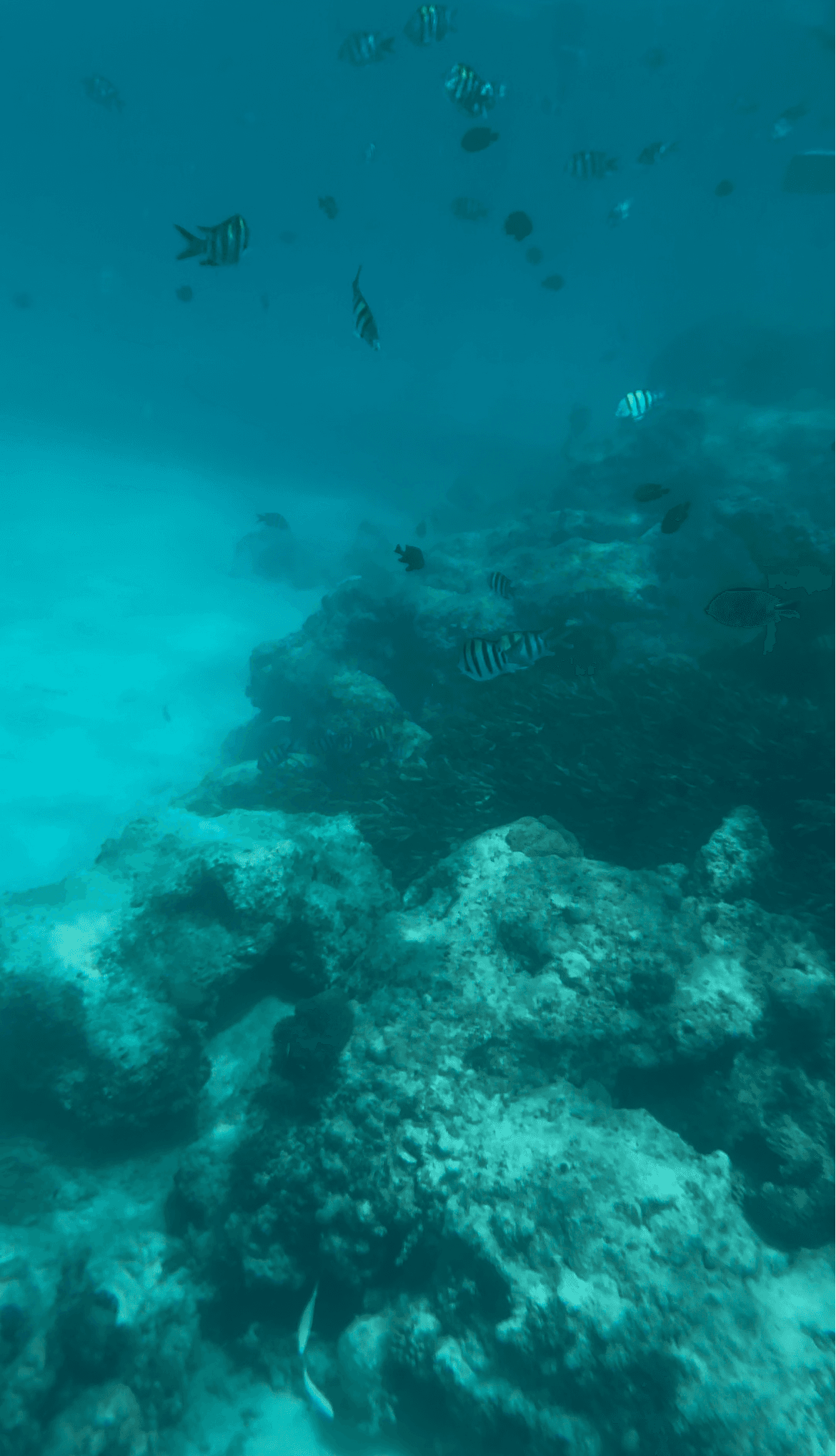 Snorkelling in Zanzibar