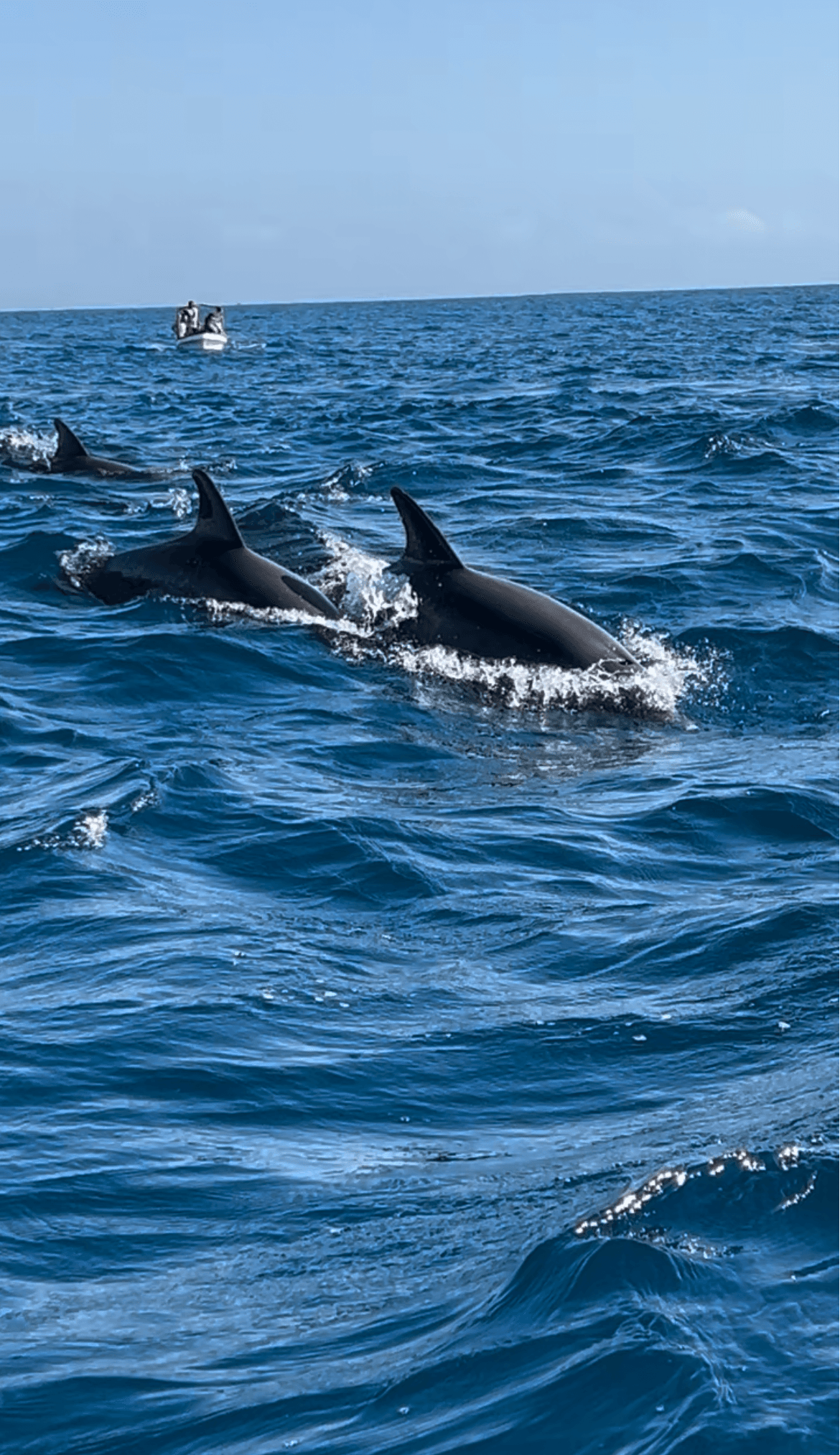 Dolphins off Zanzibar
