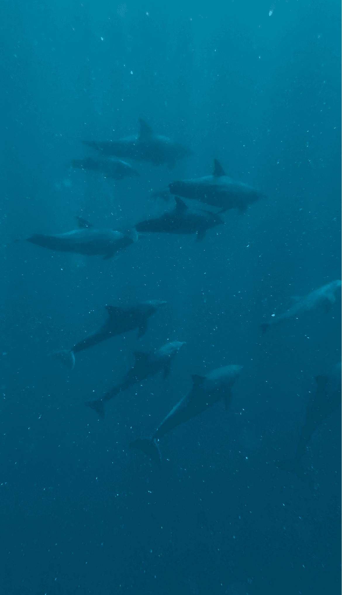 Dolphins underwater, Zanzibar